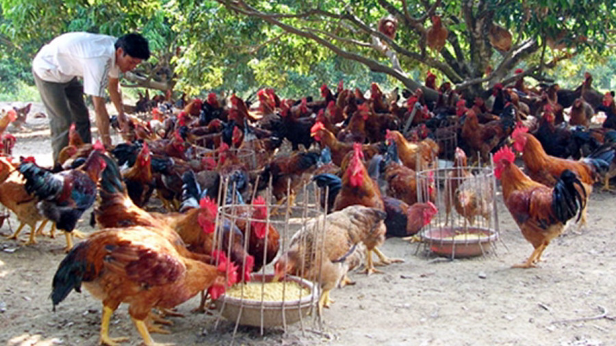 Cho gà ăn ngô thóc dưới tán cây